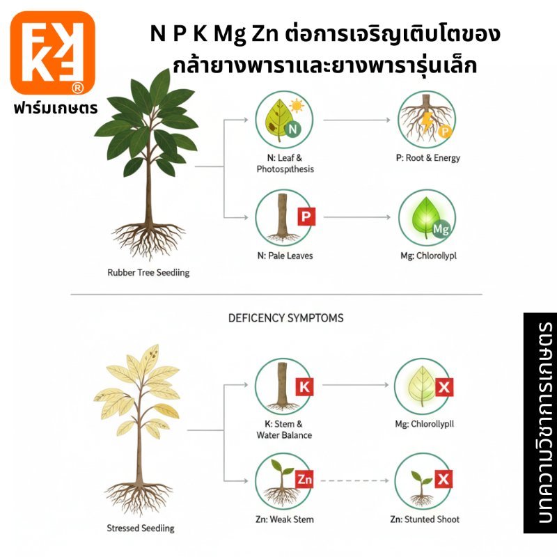 รูปภาพประกอบ