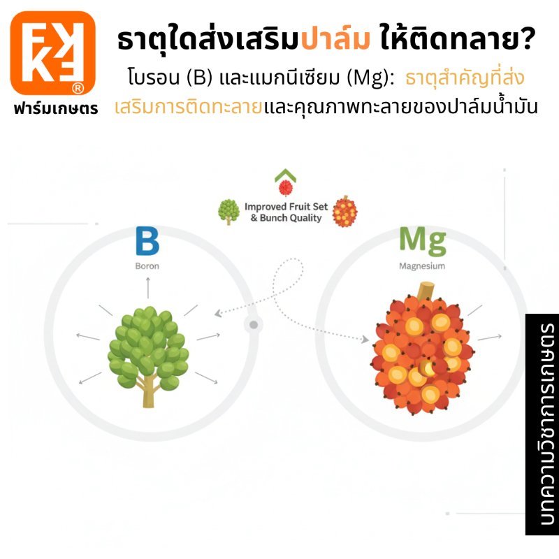 รูปภาพประกอบ