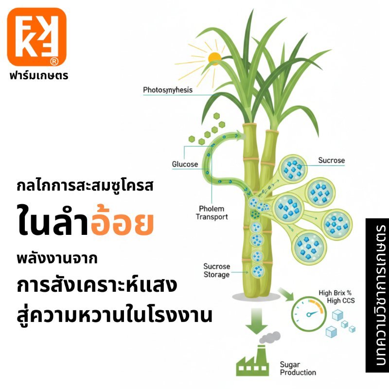 รูปภาพประกอบ