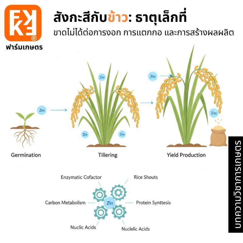 รูปภาพประกอบ