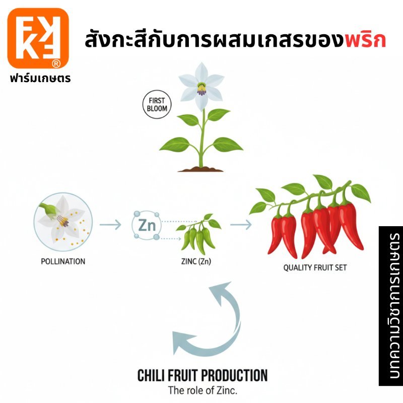 รูปภาพประกอบ