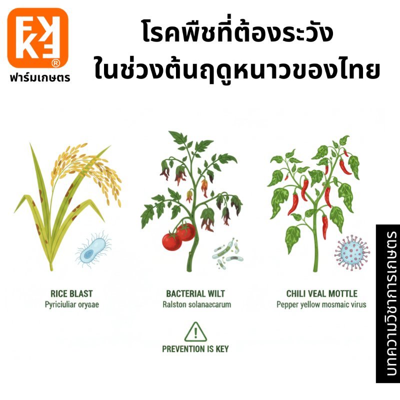 รูปภาพประกอบ