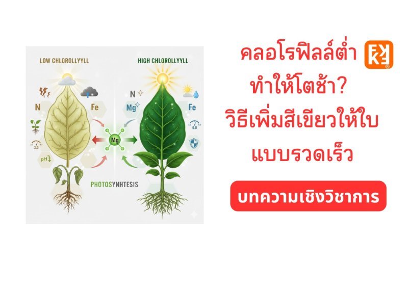 รูปภาพประกอบ