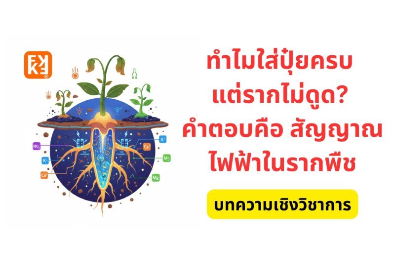 รูปภาพประกอบ