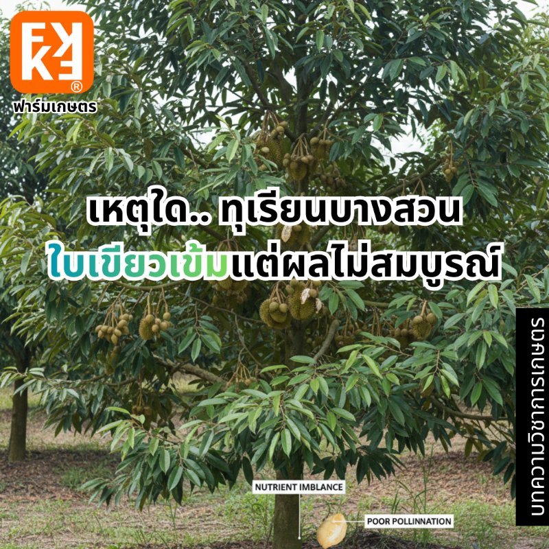 รูปภาพประกอบ