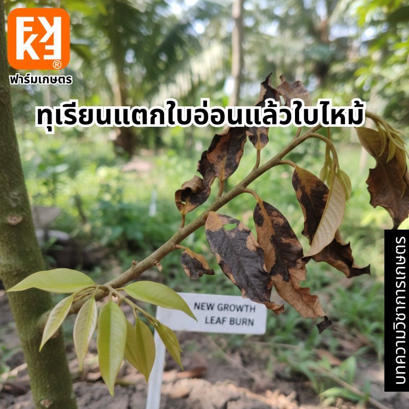 รูปภาพประกอบ