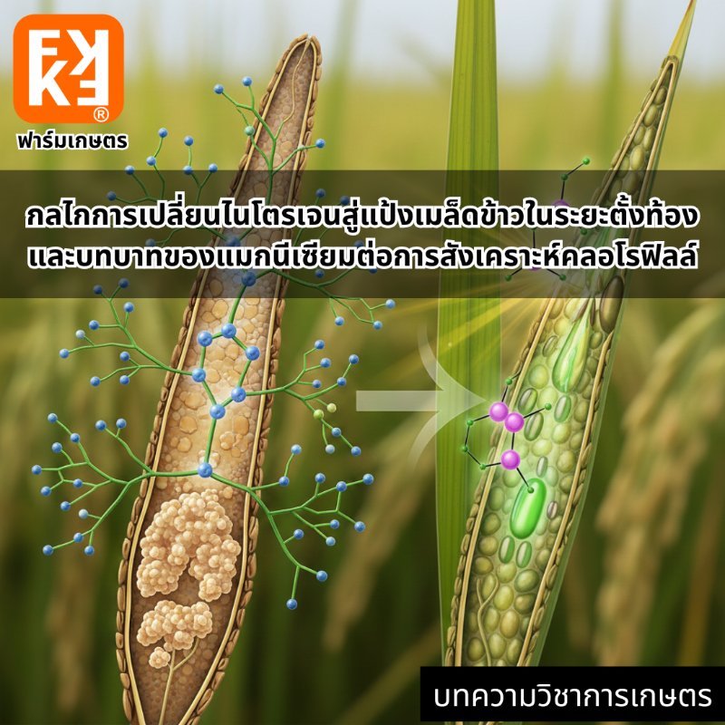 รูปภาพประกอบ