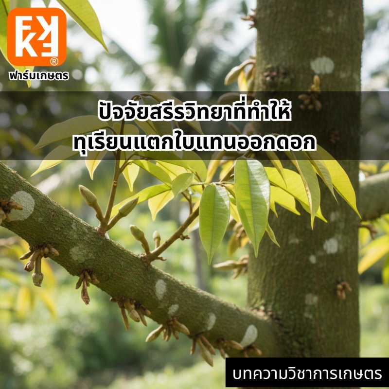 รูปภาพประกอบ