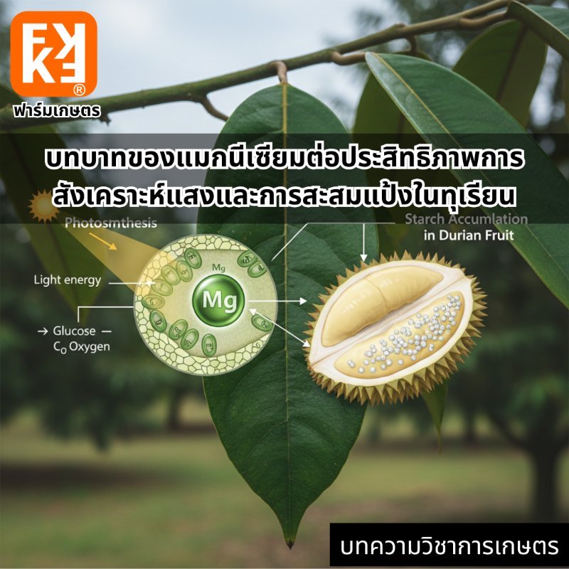 รูปภาพประกอบ