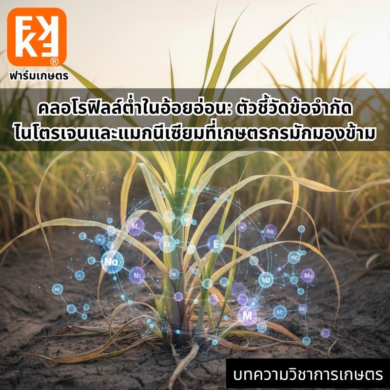 รูปภาพประกอบ