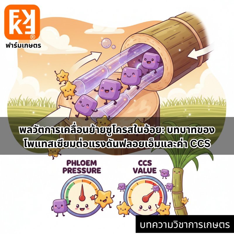 รูปภาพประกอบ