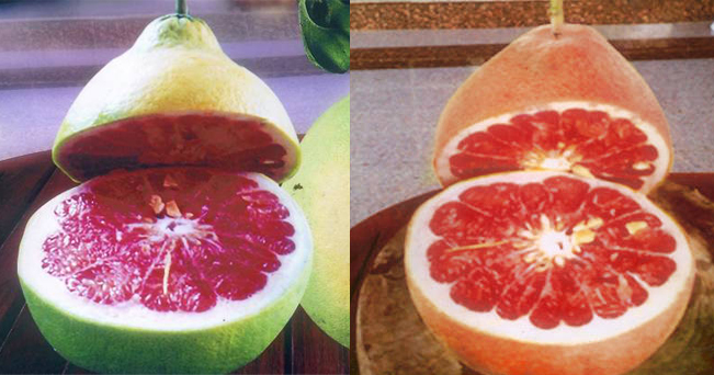 ส้มโอแดงฮานอย กับ แดงบางนรา อร่อยทั้ง 2 พันธุ์