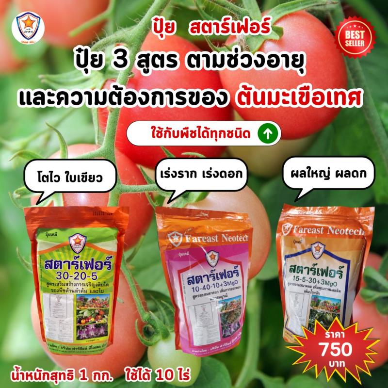 ปุ๋ยสตาร์เฟอร์ 3 สูตรสำหรับมะเขือเทศ: เส้นทางสู่ผลผลิตที่สมบูรณ์และคุณภาพ