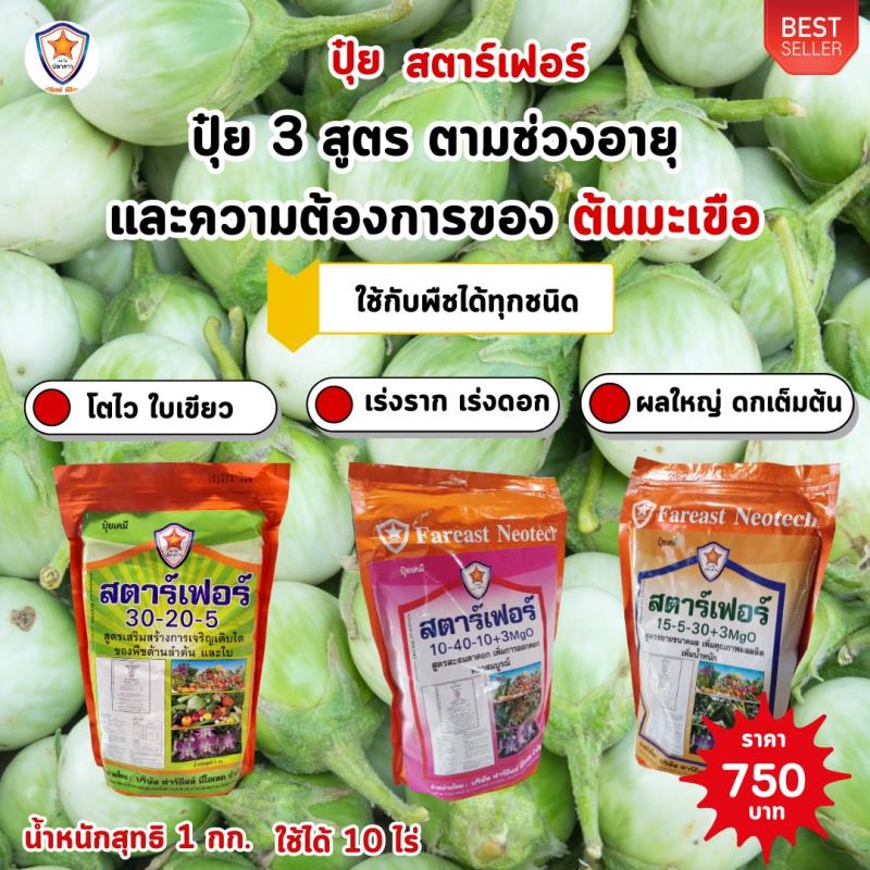 ปุ๋ยสตาร์เฟอร์ 3 สูตร: พัฒนาต้นมะเขือเปราะให้ใหญ่ แข็งแรง และมีผลผลิตสูง