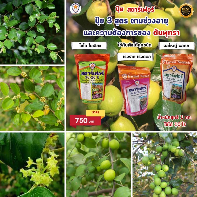 ปุ๋ยสตาร์เฟอร์ 3 สูตร: เพิ่มประสิทธิภาพในทุกช่วงอายุของต้นพุทรา