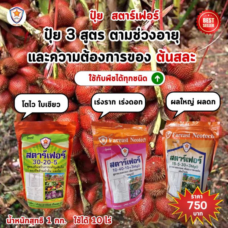 ปุ๋ยสตาร์เฟอร์ 3 สูตร: การใส่ใจดูแลต้นสละของคุณ โตไว ใบเขียว เร่งราก เร่งดอก หัวใหญ่ ดกเต็มต้น