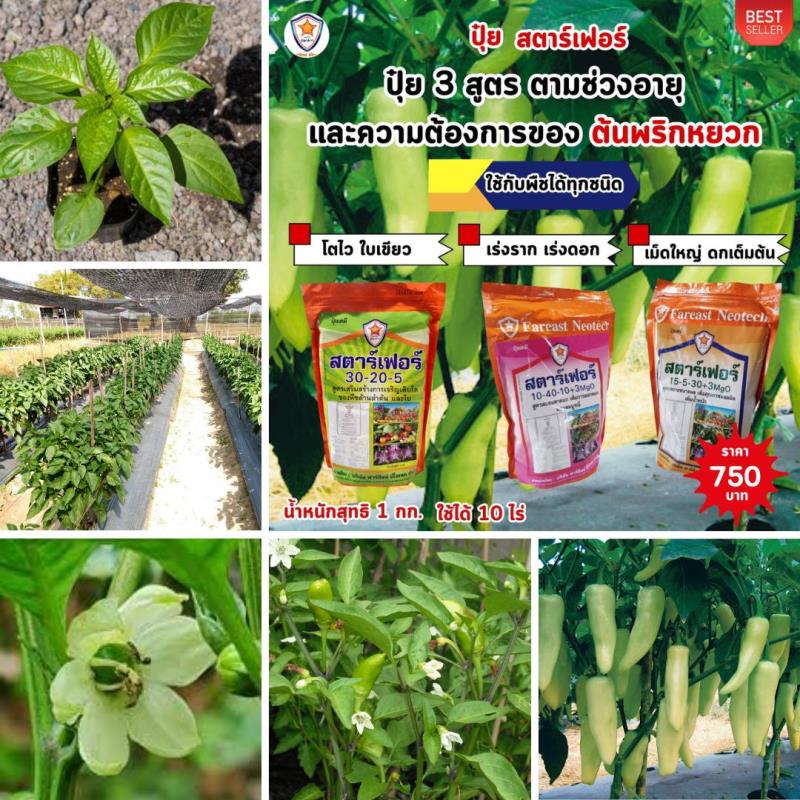  ปุ๋ยสตาร์เฟอร์ 3 สูตร: ให้พลังแก่ต้นพริกหยวกทุกช่วงอายุ โตไว ใบเขียว เร่งราก เร่งดอก เมล็ดใหญ่ ดกเต็มต้น