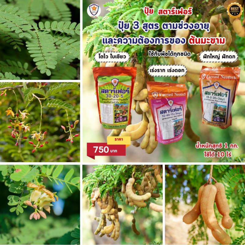 ปุ๋ยสตาร์เฟอร์ 3 สูตรที่ครอบคลุมทุกระยะการเจริญเติบโตของต้นมะขาม