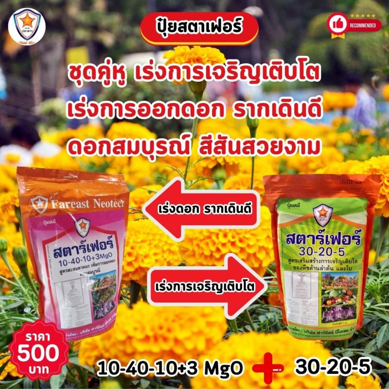 เปิดประสบการณ์ใหม่ในการเพิ่มประสิทธิภาพของต้นดอกดาวเรืองด้วยปุ๋ยสตาร์เฟอร์ สูตร 10-40-10+3 MgO