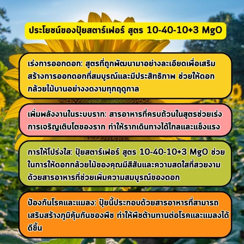 เร่งให้ต้นดอกทานตะวันสวยงามด้วยปุ๋ยสตาร์เฟอร์ สูตร 10-40-10+3 MgO