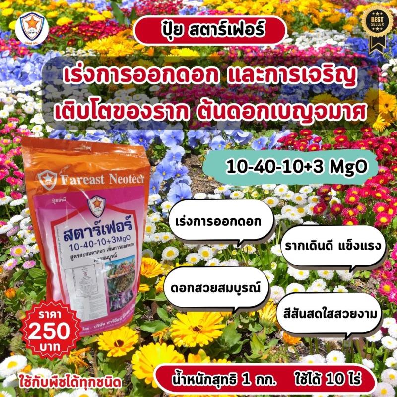 เร่งดอกและเร่งราก: ปุ๋ยสตาร์เฟอร์ สูตร 10-40-10+3 MgO สำหรับเร่งการออกดอก และเร่งราก ต้นดอกเบญจมาศ