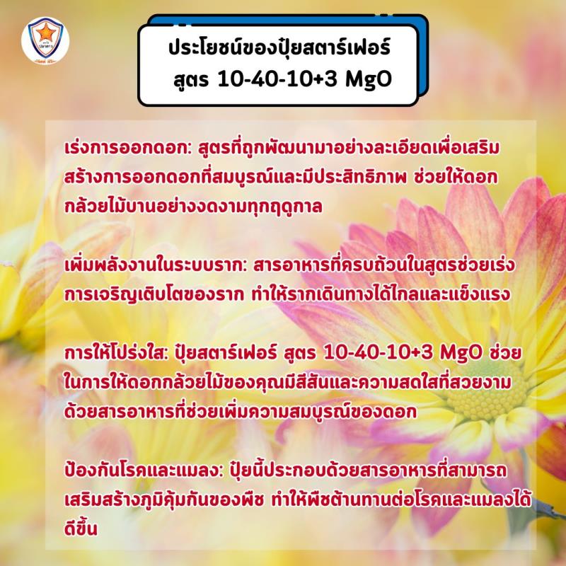 เร่งดอกและเร่งราก: ปุ๋ยสตาร์เฟอร์ สูตร 10-40-10+3 MgO สำหรับเร่งการออกดอก และเร่งราก ต้นดอกเบญจมาศ