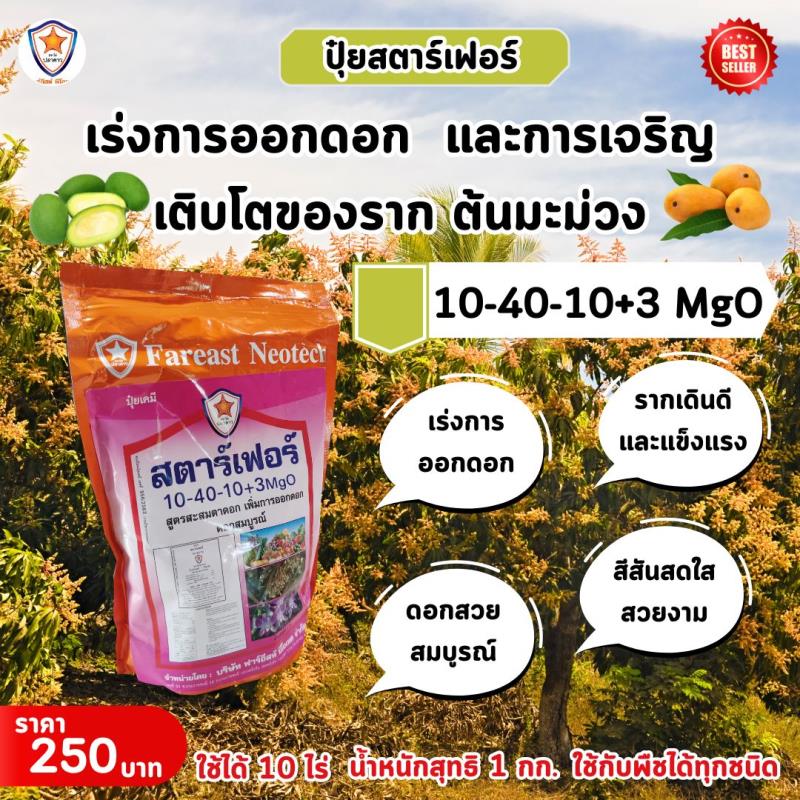 ปุ๋ยสตาร์เฟอร์ 10-40-10+3 MgO: เร่งการออกดอกและเร่งรากให้ต้นมะม่วงบานพร้อม แข็งแรงสู่การเพิ่มผลผลิต