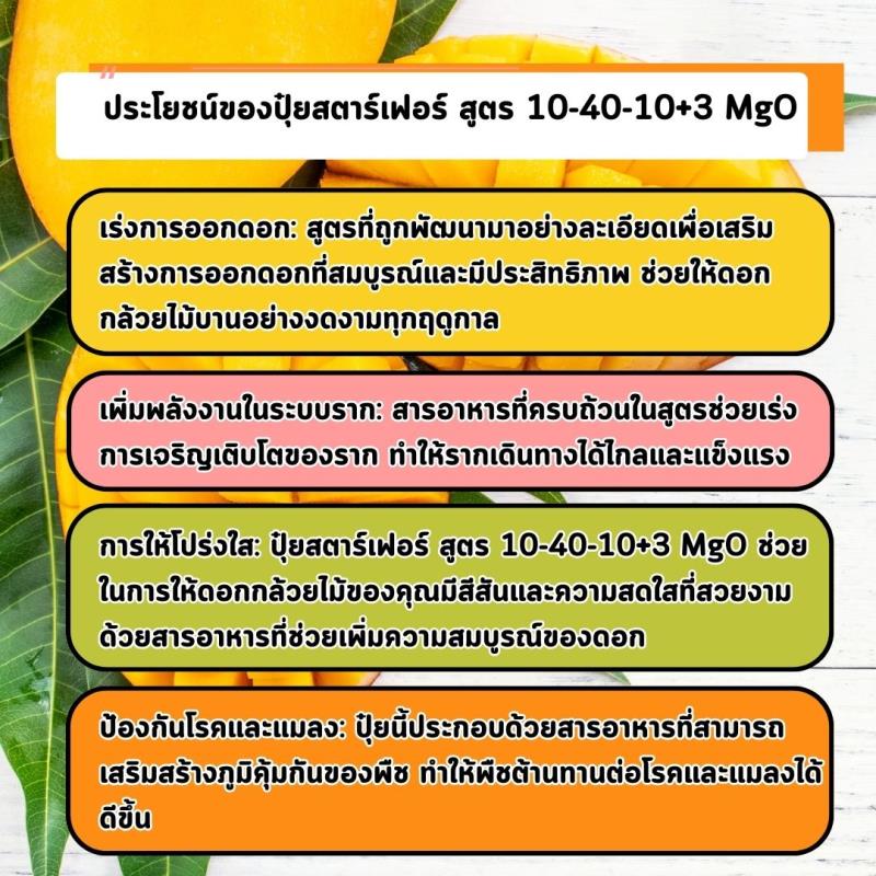 ปุ๋ยสตาร์เฟอร์ 10-40-10+3 MgO: เร่งการออกดอกและเร่งรากให้ต้นมะม่วงบานพร้อม แข็งแรงสู่การเพิ่มผลผลิต