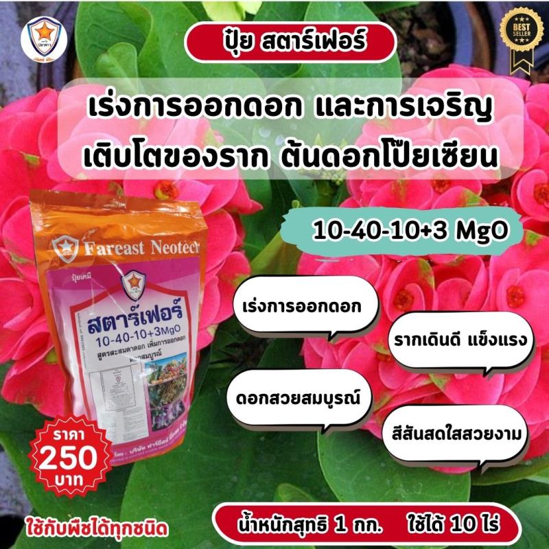 เร่งให้ดอกโป๊ยเซียนบานอย่างสมบูรณ์และเติบโตด้วย ปุ๋ยสตาร์เฟอร์ สูตร 10-40-10+3 MgO