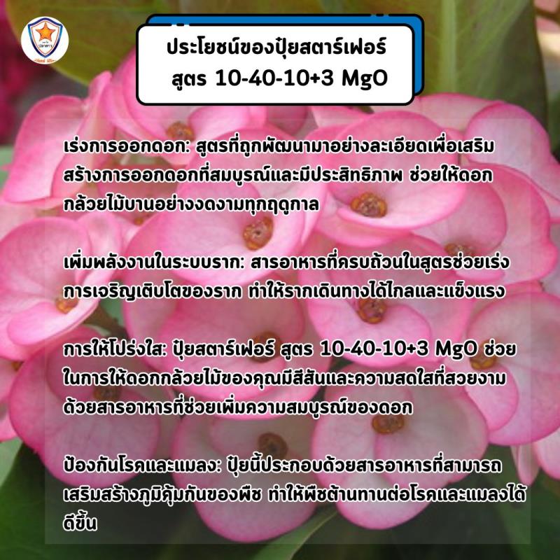 เร่งให้ดอกโป๊ยเซียนบานอย่างสมบูรณ์และเติบโตด้วย ปุ๋ยสตาร์เฟอร์ สูตร 10-40-10+3 MgO