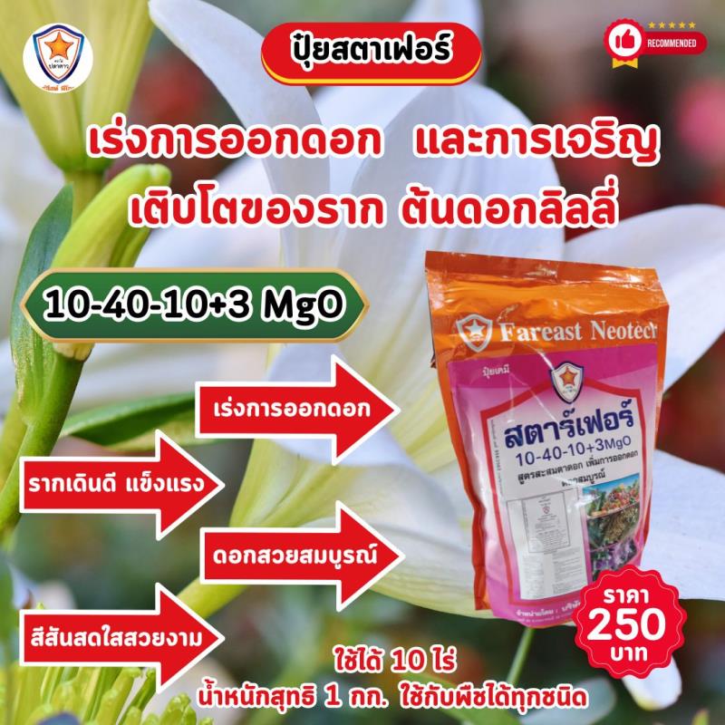 เร่งการเจริญเติบโตและออกดอกอย่างสมบูรณ์ด้วยปุ๋ยสตาร์เฟอร์ สูตร 10-40-10+3 MgO: เคล็ดลับสำคัญสำหรับดอกลิลลี่ที่งดงาม