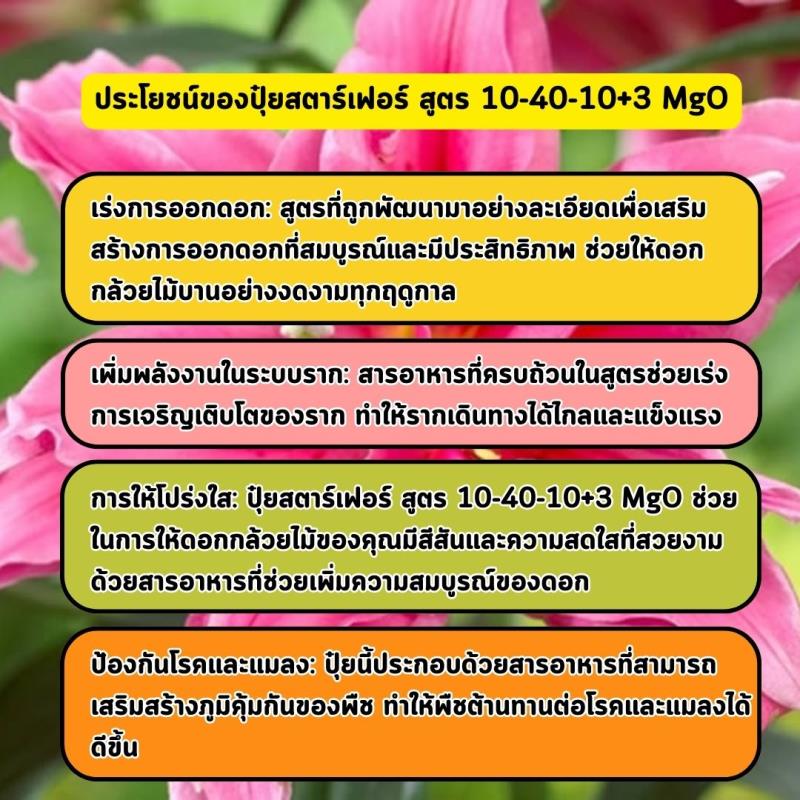 เร่งการเจริญเติบโตและออกดอกอย่างสมบูรณ์ด้วยปุ๋ยสตาร์เฟอร์ สูตร 10-40-10+3 MgO: เคล็ดลับสำคัญสำหรับดอกลิลลี่ที่งดงาม