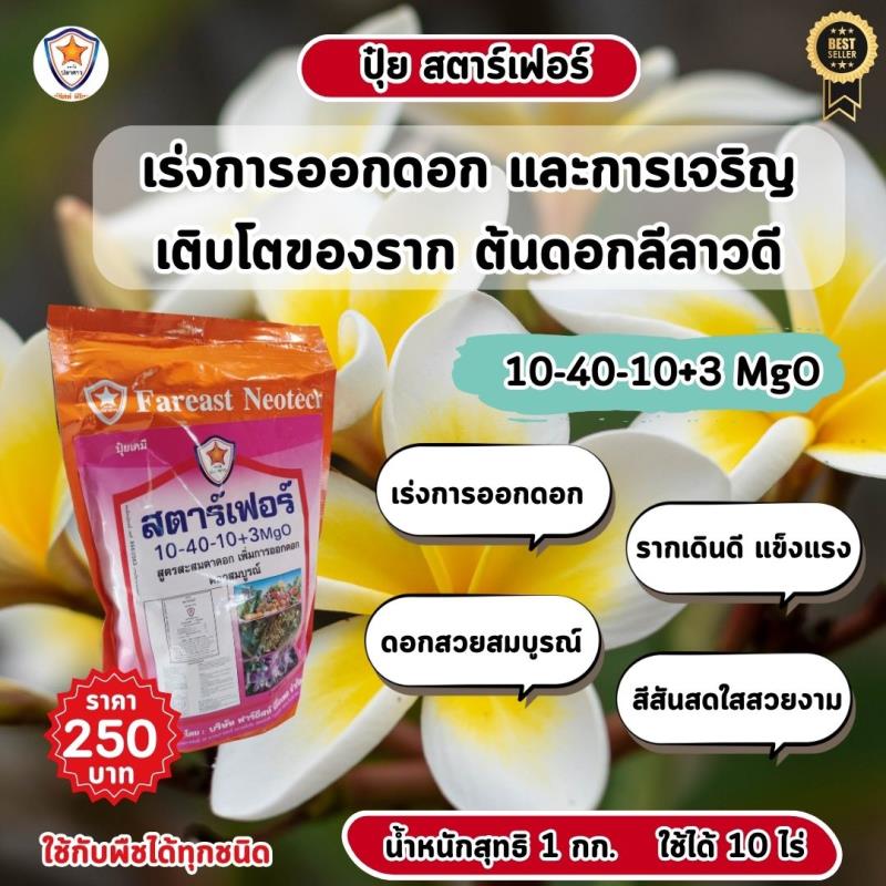 เร่งให้ดอกบานสวย รากแข็งแรงกับปุ๋ยสตาร์เฟอร์ สูตร 10-40-10+3 MgO สำหรับต้นดอกลีลาวดี