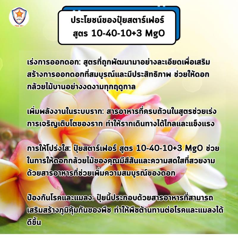 เร่งให้ดอกบานสวย รากแข็งแรงกับปุ๋ยสตาร์เฟอร์ สูตร 10-40-10+3 MgO สำหรับต้นดอกลีลาวดี