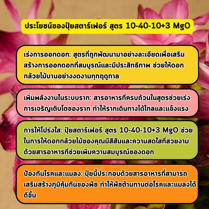 เพิ่มผลผลิตและคุณภาพของดอกกระเจียวด้วยปุ๋ยสตาร์เฟอร์ สูตร 10-40-10+3 MgO: วิธีเร่งการออกดอกและเจริญเติบโตของราก