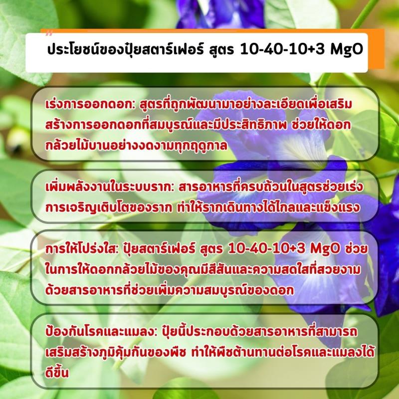 เตรียมดอกอัญชันสวยงามด้วยปุ๋ยสตาร์เฟอร์ สูตร 10-40-10+3 MgO: เคล็ดลับการเร่งการออกดอกและเจริญเติบโตของราก