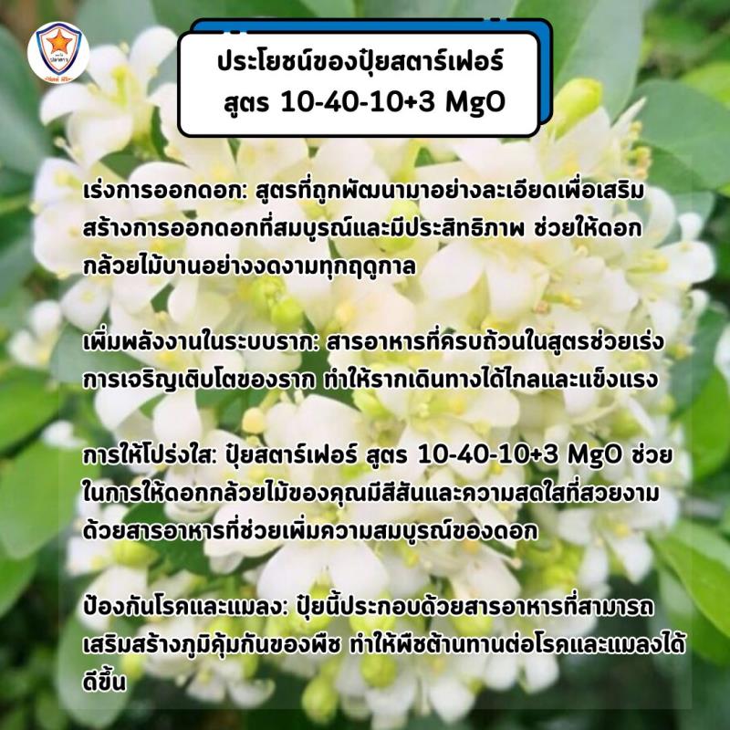 ปุ๋ยสตาร์เฟอร์ สูตร 10-40-10+3 MgO: เคล็ดลับการเร่งความงดงามของดอกแก้ว