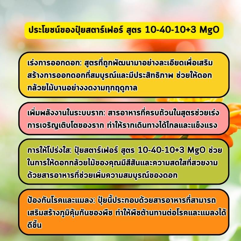 เร่งดอกและรากด้วยปุ๋ยสตาร์เฟอร์ สูตร 10-40-10+3 MgO: เคล็ดลับสำคัญสำหรับสวนดอกเยอบีร่า