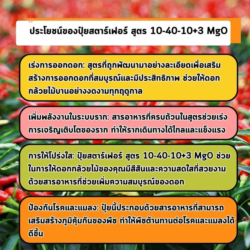 ปุ๋ยสตาร์เฟอร์ สูตร 10-40-10+3 MgO: เคล็ดลับสำหรับการเร่งการออกดอกและเร่งรากของต้นพริก