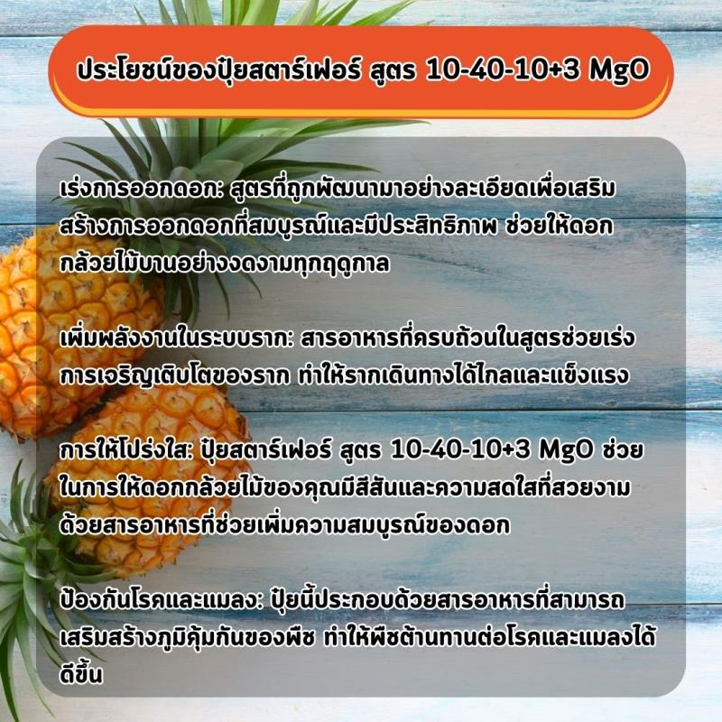 เร่งการออกดอกและเร่งรากด้วยปุ๋ยสตาร์เฟอร์ สูตร 10-40-10+3 MgO