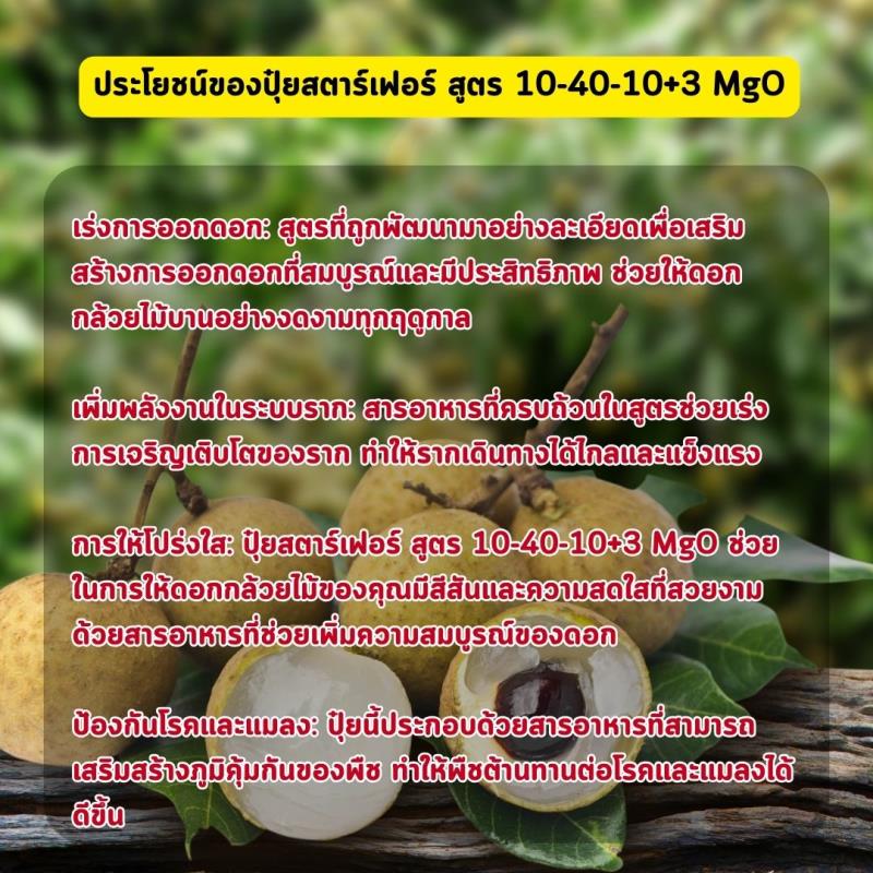 เติมพลังให้ลำไยด้วยปุ๋ยสตาร์เฟอร์ สูตร 10-40-10+3 MgO: เร่งการออกดอกและเร่งรากอย่างมีประสิทธิภาพ