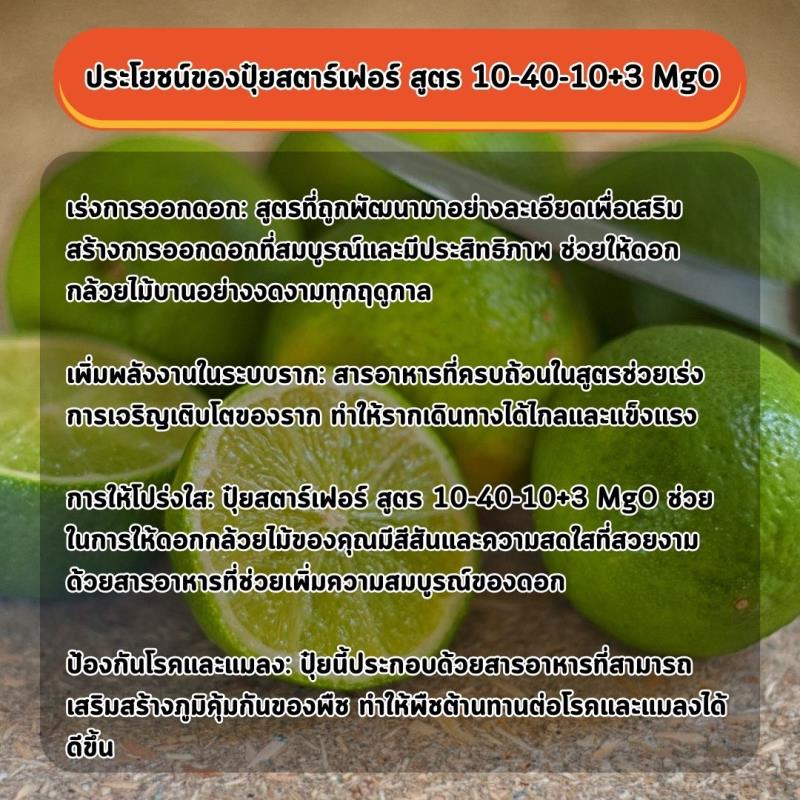 ปุ๋ยสตาร์เฟอร์ สูตร 10-40-10+3 MgO: เพิ่มพลังให้มะนาวออกดอกและเจริญเติบโตอย่างสมบูรณ์