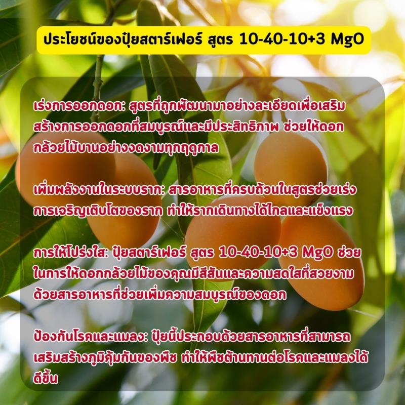 เร่งการออกดอกและแตกราก ด้วยปุ๋ยสตาร์เฟอร์ สูตร 10-40-10+3 MgO