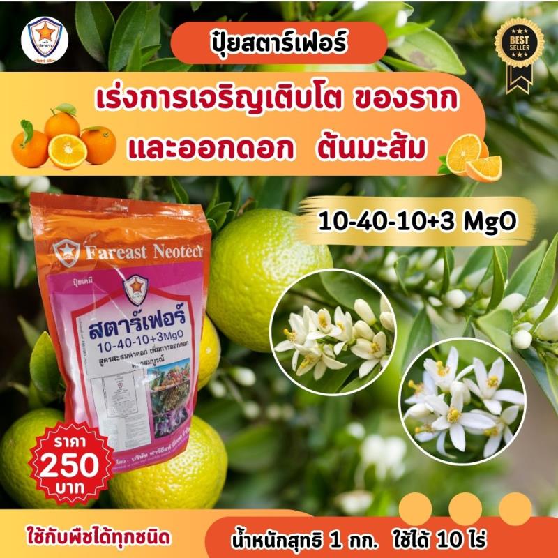 ปุ๋ยสตาร์เฟอร์ สูตร 10-40-10+3 MgO: เพิ่มประสิทธิภาพในการออกดอกและเร่งการเจริญเติบโตของต้นส้ม