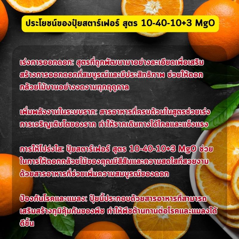 ปุ๋ยสตาร์เฟอร์ สูตร 10-40-10+3 MgO: เพิ่มประสิทธิภาพในการออกดอกและเร่งการเจริญเติบโตของต้นส้ม