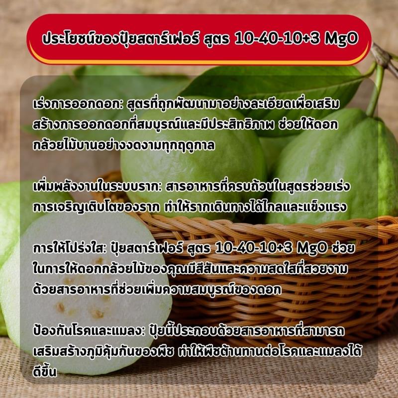 เพิ่มผลผลิตด้วยปุ๋ยสตาร์เฟอร์ 10-40-10+3 MgO: เคล็ดลับสำหรับการเพิ่มการออกดอกและเร่งรากในการปลูกต้นฝรั่ง