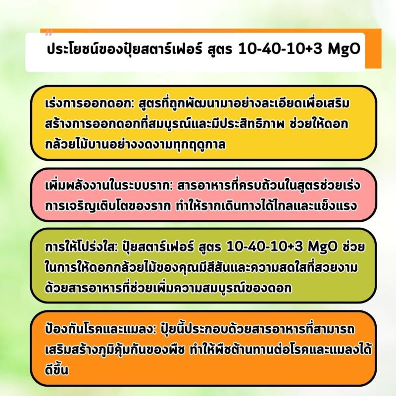 เพิ่มผลผลิตด้วยปุ๋ยสูตรพิเศษ: สตาร์เฟอร์ 10-40-10+3 MgO สำหรับการเร่งการออกดอกและเร่งรากของต้นพุทรา