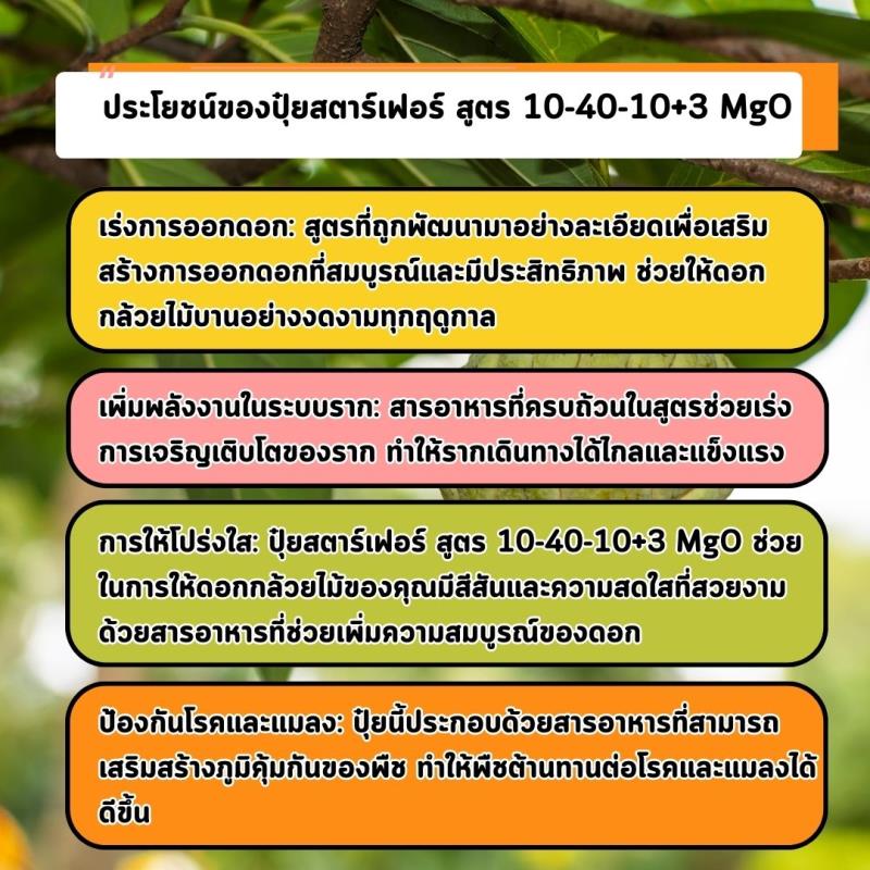 เร่งการออกดอกและเร่งรากด้วยปุ๋ยสตาร์เฟอร์ สูตร 10-40-10+3 MgO สำหรับต้นน้อยหน่า