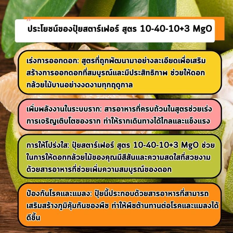 เร่งการออกดอกและรากของต้นส้มโอด้วยปุ๋ยสตาร์เฟอร์ สูตร 10-40-10+3 MgO