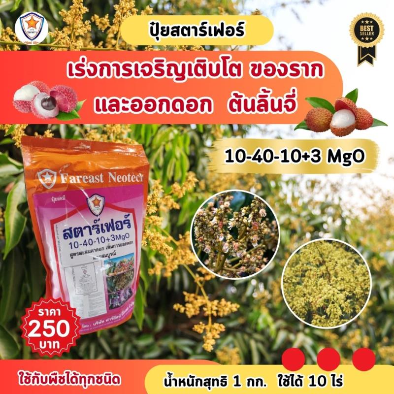 เติมพลังให้ต้นลิ้นจี่ด้วยปุ๋ยสตาร์เฟอร์ สูตร 10-40-10+3 MgO: เคล็ดลับสำคัญสำหรับการออกดอกและเจริญเติบโต